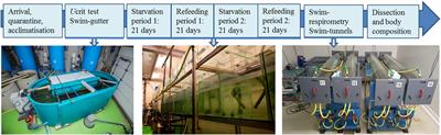 Swimming Performance and Oxygen Consumption as Non-lethal Indicators of Production Traits in Atlantic Salmon and Gilthead Seabream